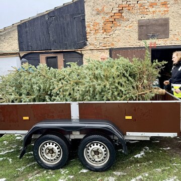 Galerie: Vánoční strom 2025