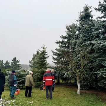 Galerie: Vánoční strom 2025